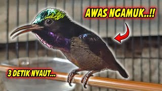 Download lagu PANCINGAN KONIN GACOR FULL ISIAN ROLL TEMBAK MEWAH !! MASTERAN KOLIBRI NINJA BAHAN AGAR CEPAT EMOSI mp3