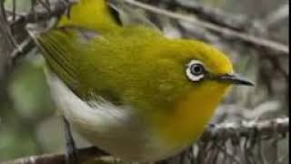 Download lagu Pancingan Pleci untuk pikatan di hutan mp3 Download lagu Pancingan Pleci untuk pikatan di hutan mp3