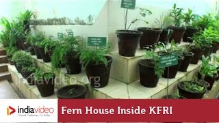 Fern House inside KFRI, Nilambur
