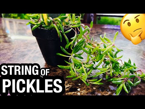 String of Pickles Houseplant Care