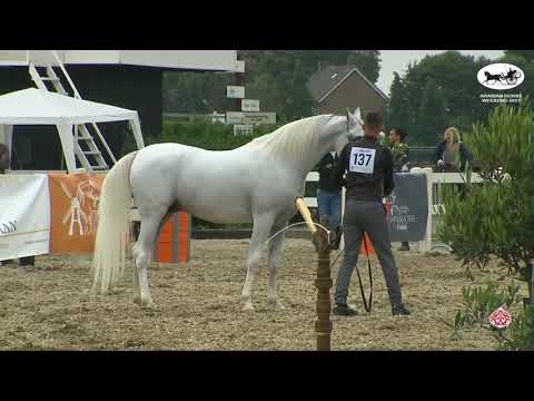 N 137 PANDOREZ O   Arabian Horse Weekend 2021   International