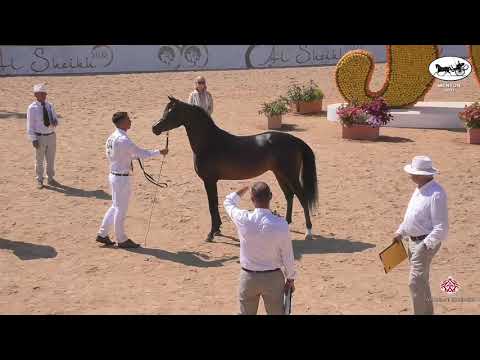 N 134 FERRUM   Mediterranean and Arab Countries AHC   Menton 2021   Colts 2 Years Old Class 7