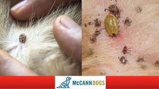 How To Check Your Dog For Ticks- Tick Hiding Spots - Professional Dog Training Tips