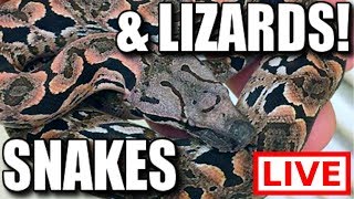SNAKES AND LIZARDS LIVE 🔴 by Brian Barczyk
