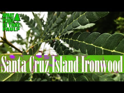 Santa Cruz Island Ironwood - Evergreen leaves are shiny, dark green with lighter undersides,