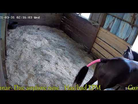 Avalon Acres Live Stream/Foal Watch