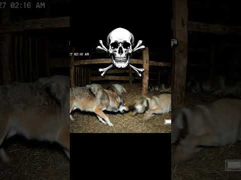 Wolf vs Kangal turco, who would win? #wolf #kangal #wolves