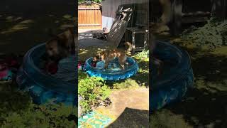 Video preview image #1 Golden Shepherd Puppy For Sale in Aurora, CO, USA