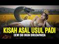 Asal Usul Padi Dewi Sri Sejarah Legenda Nusantara Indonesia