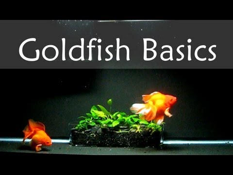 Goldfish Care Basics : Tank Size