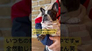 病院が怖くないフレブル🏥　 #フレンチブルドッグ #dog #vlog #イッヌ #shorts