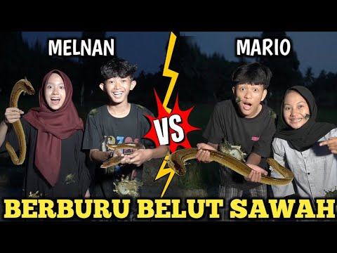 TANTANGAN BERBURU BELUT DI SAWAH SAMPE MALEM