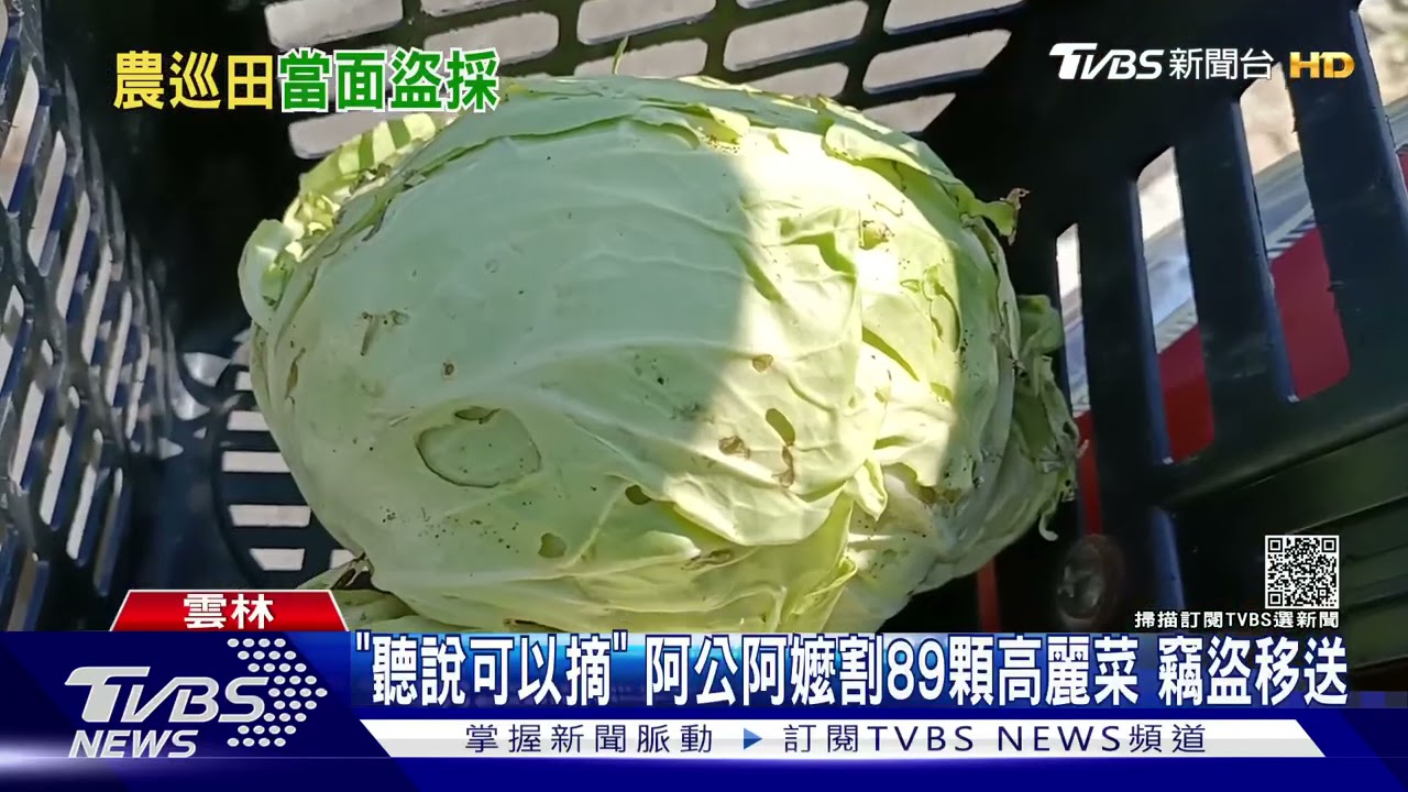 阿公阿嬤偷摘89顆高麗菜 農主怒報警處理