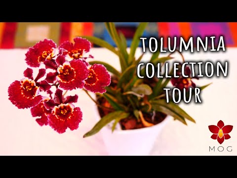Tolumnia Orchids Full Collection Update & Blooms