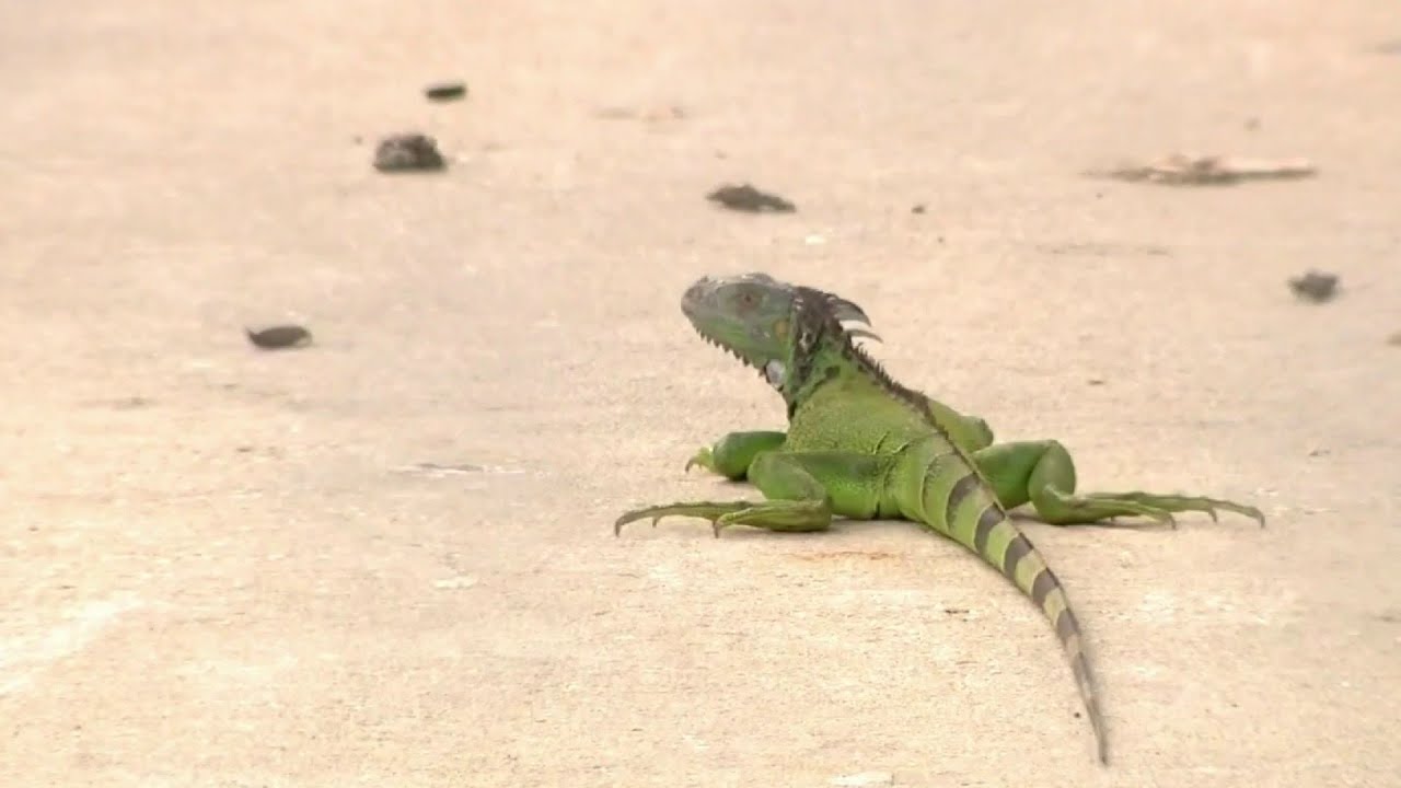 Florida faces increasing issues from invasive iguanas
