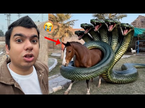 Big Snake Ny Horse Pr Attack Kr Dea 😭 HELP 
