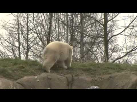 TV Rijnmond nieuws van woensdag 30 maart 2011