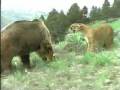 Mother Cougar Protecting Cubs Against A Grizzly Bear