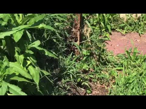 Yellowjackets Sting and Scare Homeowners in Manasquan, NJ