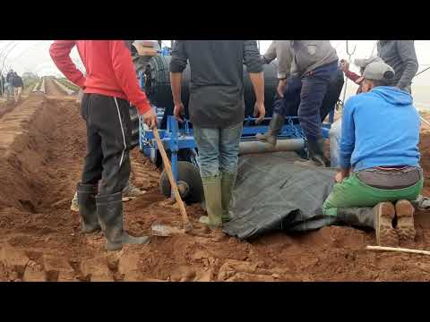 Installation de couvre-sol pour la culture des myrtilles