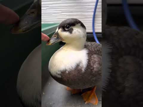 youtube-動物記事1970/01/01 09:00:00