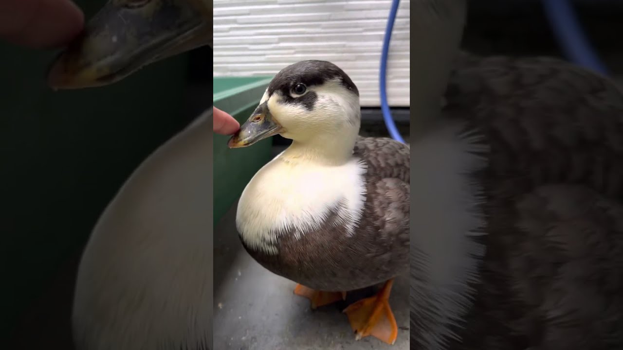 オチョチョドアップ。(2年前の動画) Ochocho is staring at her owner. (The video took two years ago)