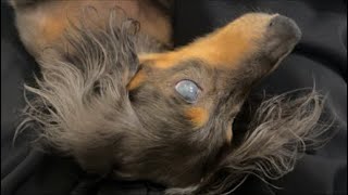 ネルくんとパパのゲリライブ🐶 | 作業や勉強、睡眠のおともに | 犬のいる暮らし