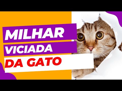 Milhar e Centena VICIADA DO GATO DO JOGO DO BICHO que Mais Sai, Saiba qual MILHAR CENTENA VIDCIADA