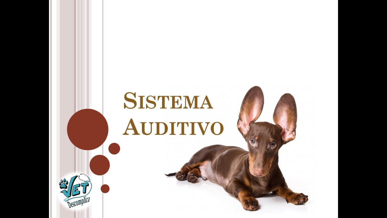 Fisiologia do Sistema Auditivo - Veterinária