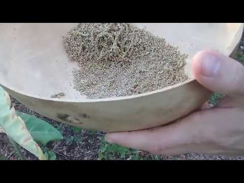 Harvesting Amaranth Seeds