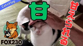 【CatsVlog】猫さんたちに甘えられる～❤ #猫動画 #可愛い猫 #保護猫