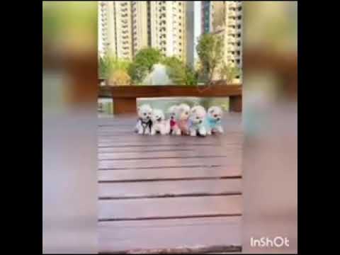 Funny cute dogs 🐶🐶