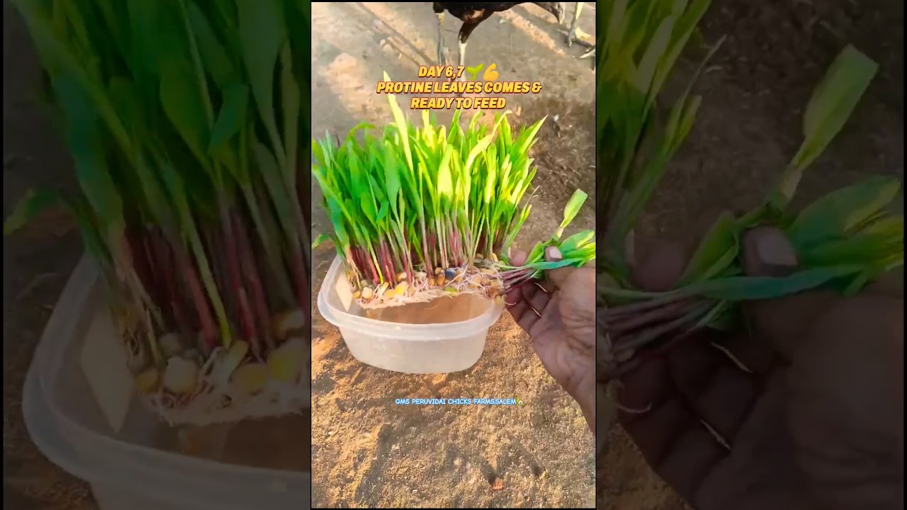 How we grow Hydroponic Fodder🌱for our Hen's and Cows from Maize & Wheat🌱#poultry #hydroponics #grass