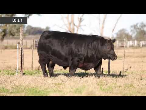 Próximo Remate de Cabaña La Rubeta - Lote 1  RUBETA CAMPAZZO 8362 -   Sábado 14 de Agosto -13 00hs.