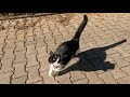 Tuxie The Cat Was Very Hungry And Started Meowing As Soon As She Saw Me