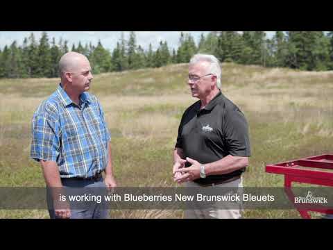 download lagu mp3 mp4 Wild Blueberry Season Ontario 2019, download lagu Wild Blueberry Season Ontario 2019 gratis, unduh video klip Wild Blueberry Season Ontario 2019