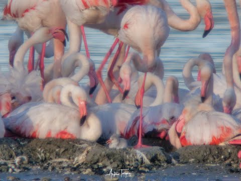 Gli asili dei fenicotteri di Molentargius 🦩