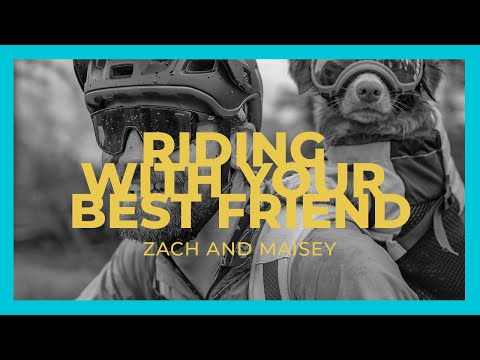 Pes, nejlepší přítel člověka