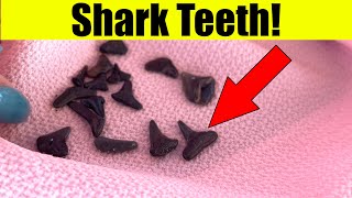 How To Find Shark Teeth In Venice & Englewood Florida!