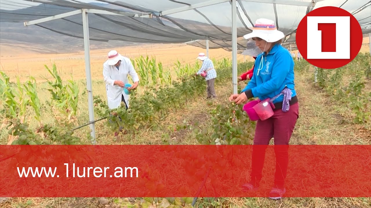 Ինտենսիվ այգեգործության զարգացմանն ուղղված ծրագիրը կմեկնարկի 2022 թվականից