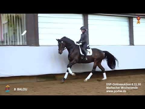 Trainingsimpressionen KN 8 BALOU 4-j. Wallach v. Best of Gold-Caprimond *Marbacher Wochenende 2020*