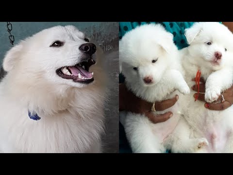 Chitti Dog || Pratyusha Hardik Vlogs || Snoopy Dog || Cute Dog || Baby Dogs || Animal Video