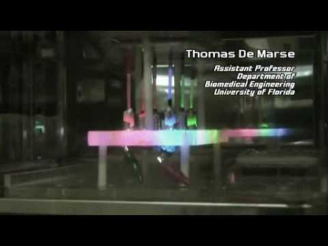 Growing neurons on a computer chip