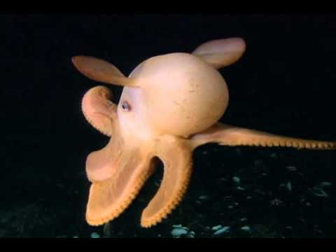 Xikwri Neyrra - 2 Km al Abismo (Video Clip)