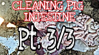 CLEANING PIG INTESTINE PT.3/3