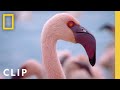 Protecting A Flamingo Paradise Incredible Animal Journeys National Geographic