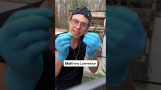 Throwback Thursday Lawrence Brothers Edition #shorts