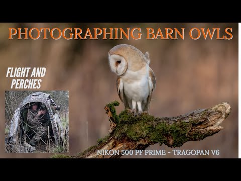 Guide to Photographing Barn Owls (Tragopan V6 Hide Test)