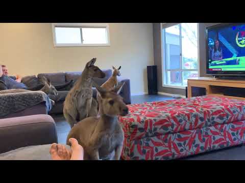 HOUSE FULL OF KANGAROOS