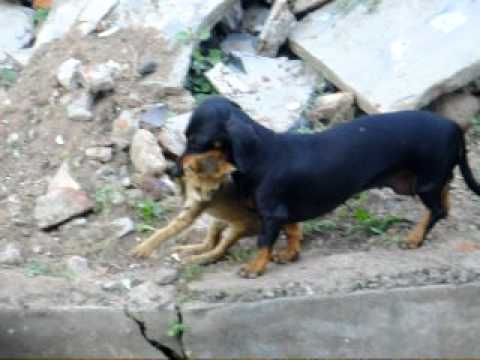 dog taking care of a kitten